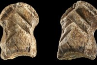 Cet os de cerf sculpté il y a 50 000 ans montre que Néandertal...