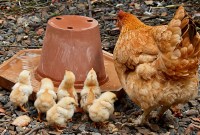 Changement climatique : la chaleur crée du « stress thermique » chez les animaux...