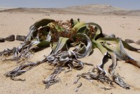 Voici les secrets génétiques de cette plante quasi invincible et unique en son genre