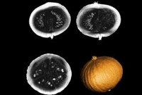 Pourquoi le plus puissant IRM du monde a été testé sur une citrouille