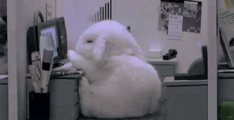 rabbit-falling-asleep