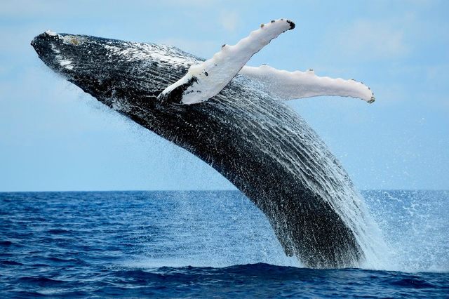 La plus grosse baleine : un homme a depensé 1 million de dollars dans le free-to-play Game of War