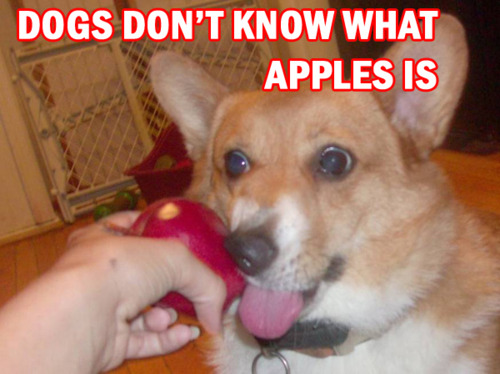 chien_pomme Les trouvailles d’Internet pour bien commencer la semaine #45