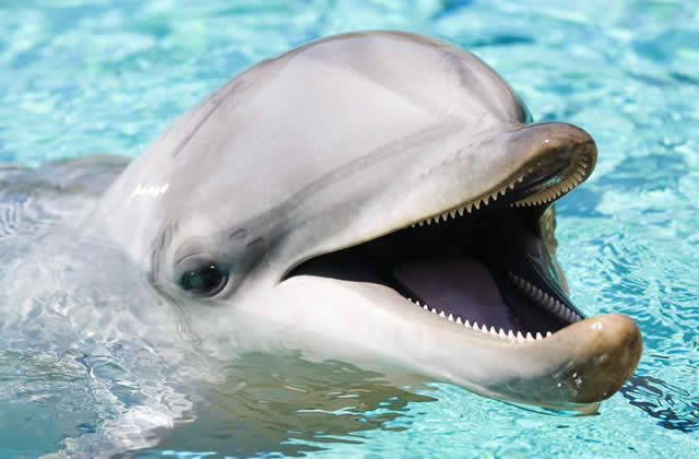 dauphin violeur dauphin violeur