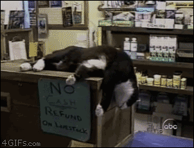 Des Gifs De Chats Pour La Journee Internationale Du Matou
