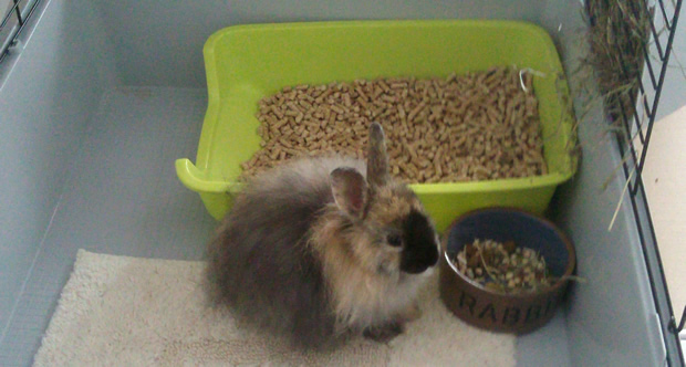 lapin-installe lapin nain prix