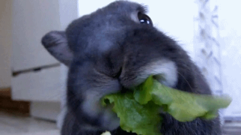 omnomnom gif lapin salade