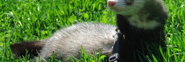 J Ai Teste Pour Vous Adopter Un Furet