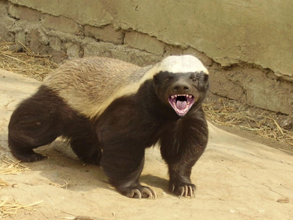 Honey Badger Ou Ratel En Francais L Animal Rigolo Et Mechant Des Savanes