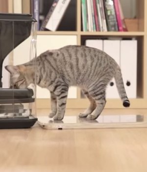 bistro-smart-cat-feeder-gamelle-chats-wtf