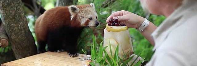 Un Panda Roux Fete Son Anniversaire Et C Est Tellement Chou