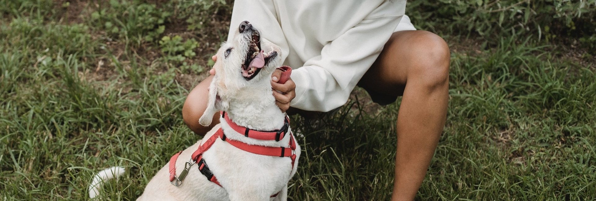 Chien D Aveugle Comment Devenir Famille D Accueil Pour Chien Guide