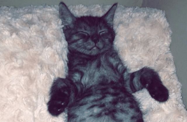 J Ai Sauve Un Chaton Non Sevre Temoignage Madmoizelle Com