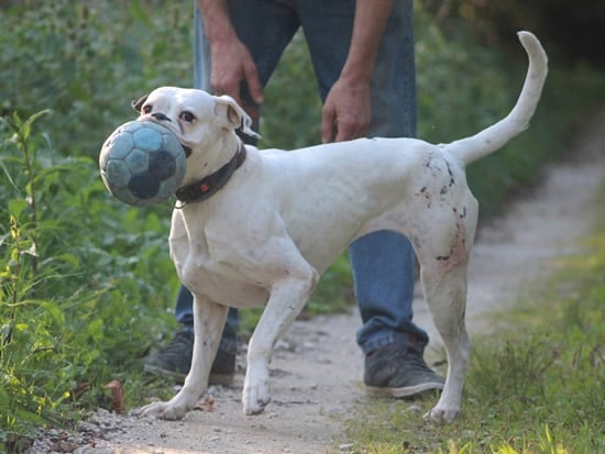 Adoption de chien handicapé : témoignage qui se passe bien