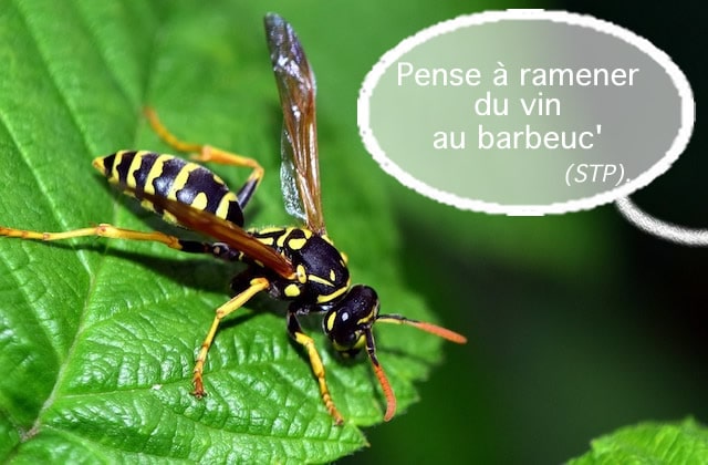 A Quoi Sert Les Moustiques Dans La Nature À quoi servent vraiment les guêpes, ces démons venus de l'Enfer