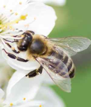 aider-abeilles