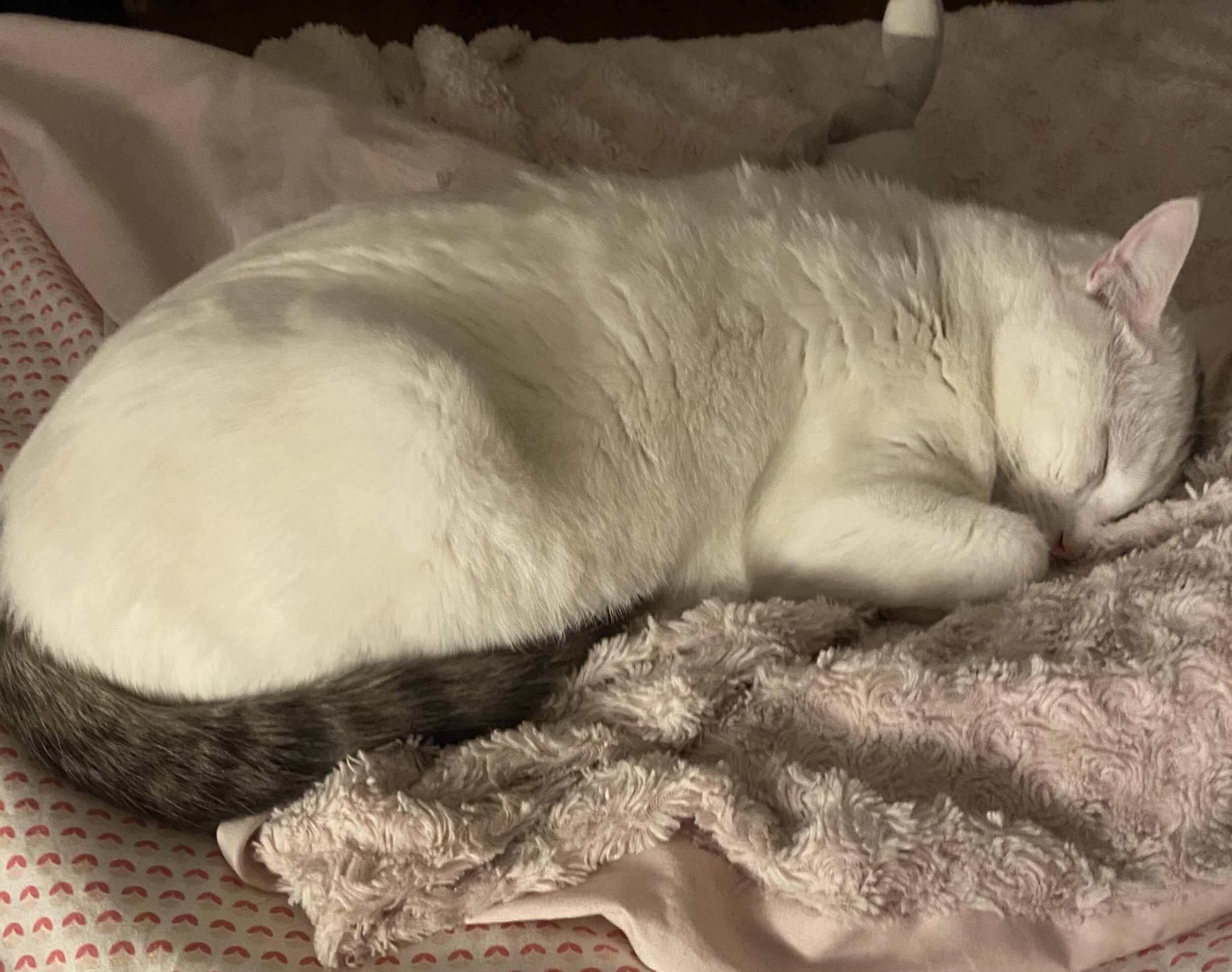 Mon chat a été béni par un prêtre sur une idée de ma gardienne — et non, ce n’est pas un kamoulox