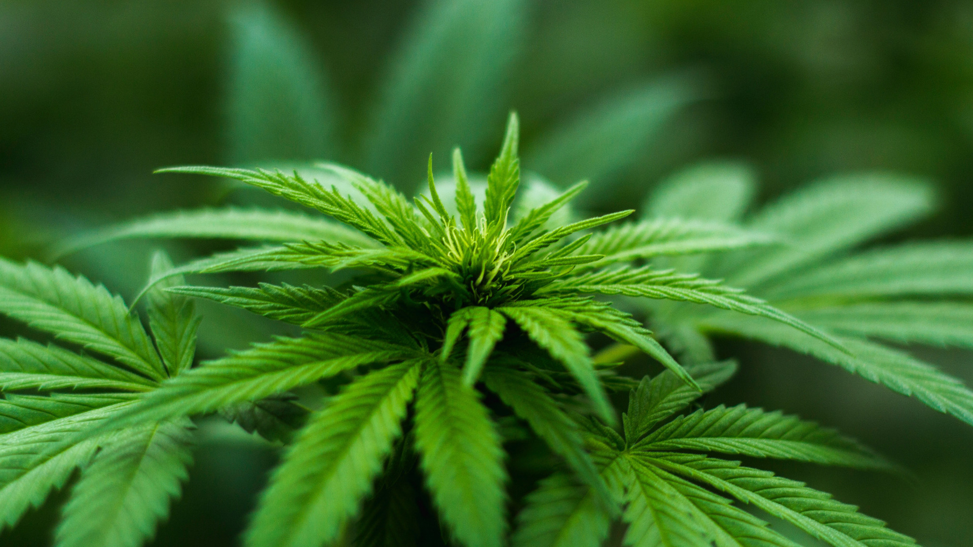 Cannabis