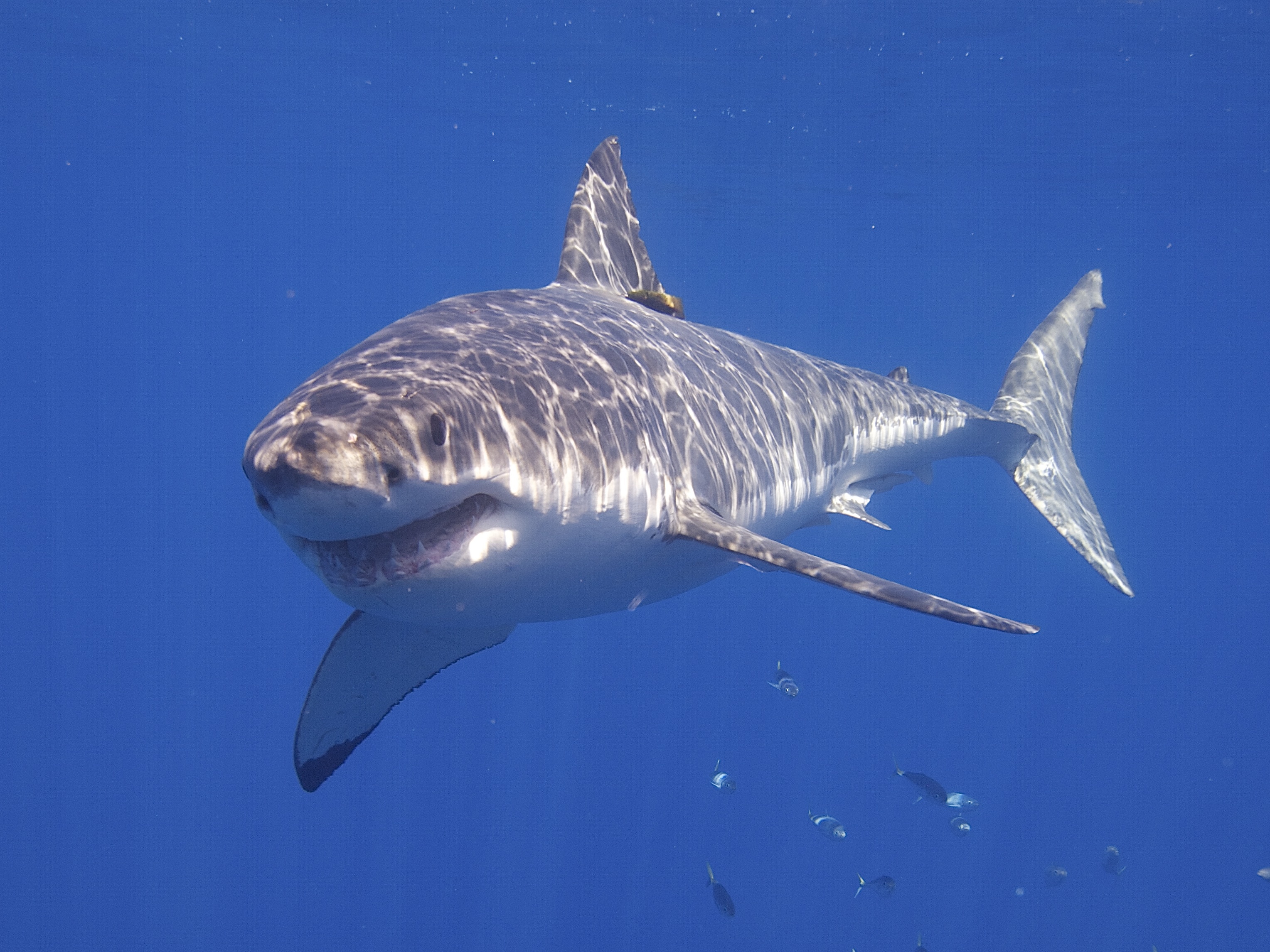 Suivez Les Déplacements Des Requins Blancs En Temps Réel Grâce à L ...