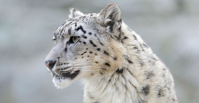 bootable usb os x snow leopard