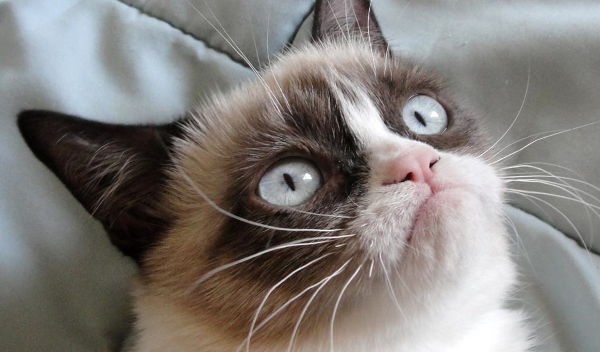 Profil Des Gens Qui N'aiment Pas Les Chats Pour Facebook, les personnes qui aiment les chats sont plus solitaires