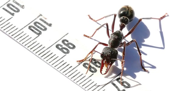 Pourquoi Cette Fourmi A Un Genome Unique Pourquoi Cette Fourmi A Un Genome Unique